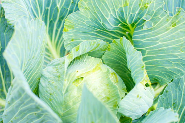 istock cabbage head growing on the vegetable bed, close-up 1338022240