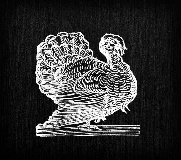 ilustrações, clipart, desenhos animados e ícones de ilustração antiga do peru - turkey woodcut engraving antique