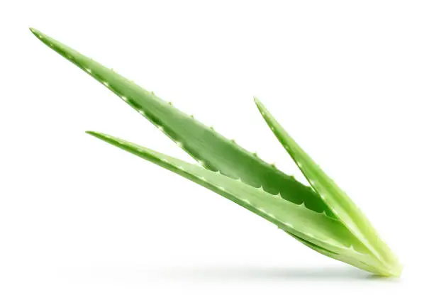 Photo of Aloe vera leaves with shadow over white background