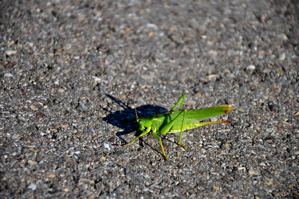 Southern Sickle bush Cricket (Phaneroptera nana Fieber) isolated on white background, invasive species