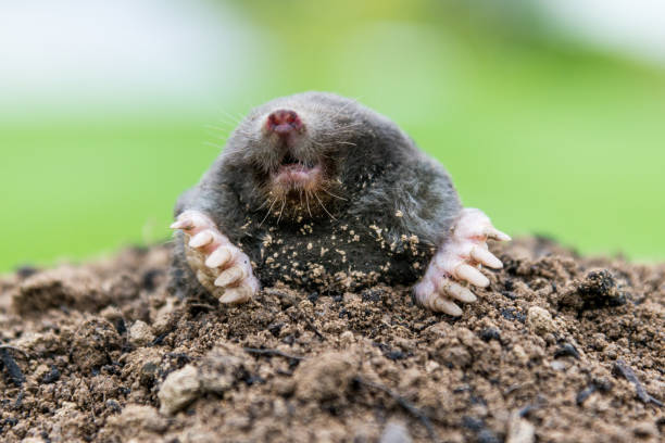 istock Mole on the top of the mole hill 1338026485