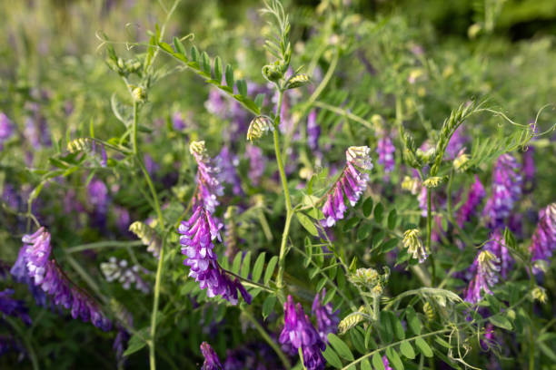 Field of blooming cover crops with bright green growth
