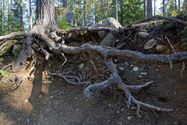 Roots growing under the soil.