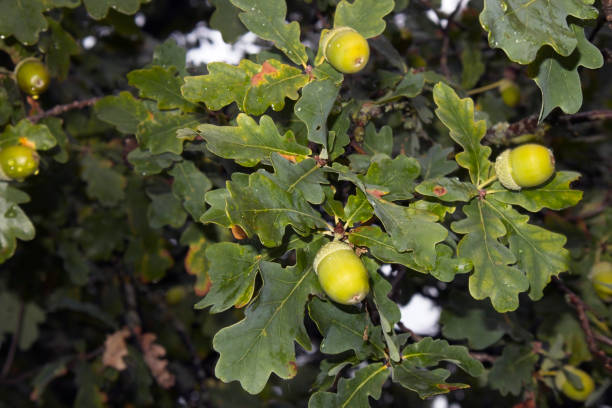 hojas de roble verde y bellotas - english oak fotografías e imágenes de stock