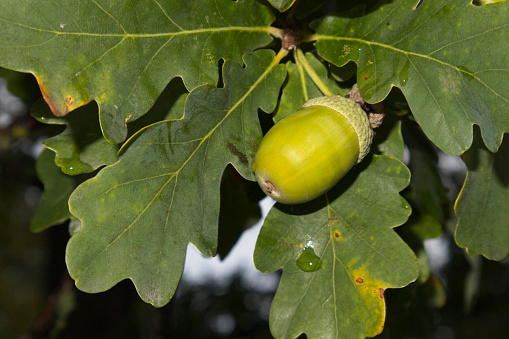 Horizontal photo of groups of brown acorns hanging on an Oak tree with green leaves in late Summer. New England high country NSW.