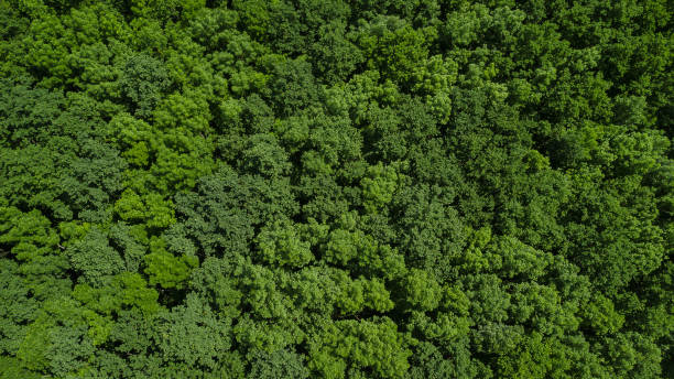 istock Drone's Eye View - aerial top down foliage trees background, Caucasus, Russia. 1338027966