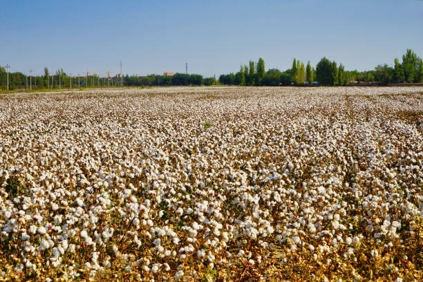 campos de algodón maduros. el algodón parece pequeñas bolas blancas una por una. - cotton photography cloud plantation fotografías e imágenes de stock