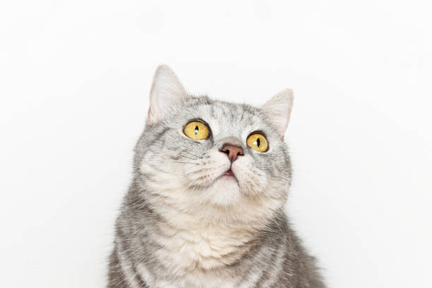 istock Curious and amazed adorable cat is watching up on the white background 1338030384