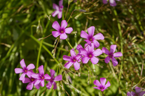 istock Bright Oxalis articulata blossoms 1338030541