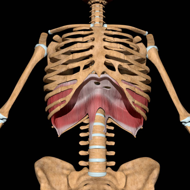 해골에 다이어프램 근육의 3d 그림 - sternum 뉴스 사진 이미지