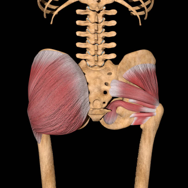 3d Illustration of the Deep Gluteal Muscles on Skeleton stock photo