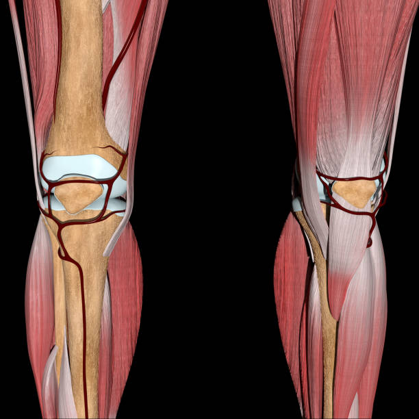 istock 3d Illustration of the Knee Arteries on Bones and Muscles Front View 1338032418