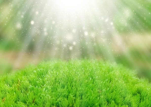 Green summer background. Moss stock photo