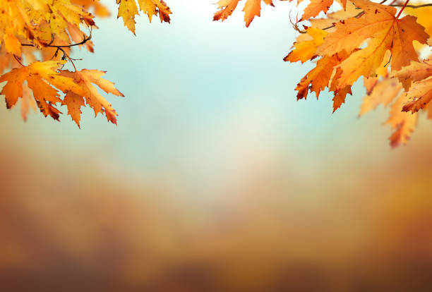 istock An autumn nature, fall background of blurred foliage. 1338034467