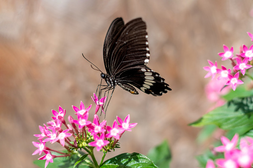 A common eggfly butterfly on a croton leaf in the tropical rainforest of Bali in Indonesia.