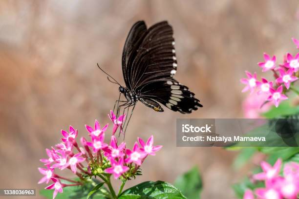 Common Mormon Black Butterfly Stock Photo - Download Image Now - Black Color, Butterfly - Insect, Flying