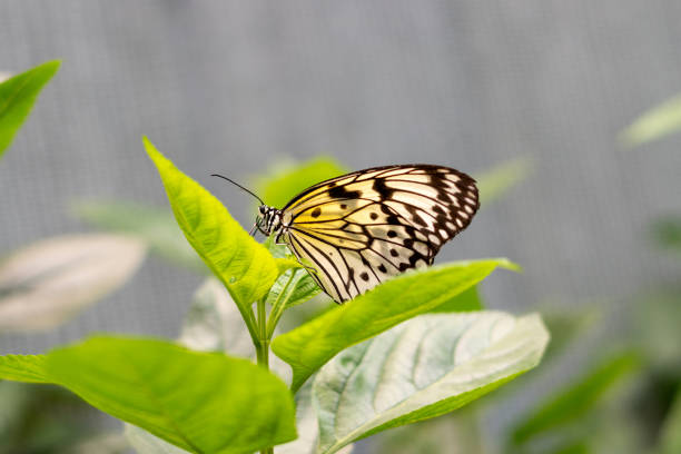 istock Idea leuconoe, Tree Nymph or Rice Paper butterfly 1338036979