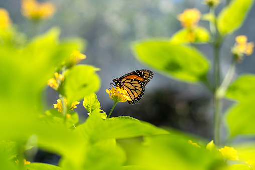 Monarch butterfly sitting on yellow flower oudoors