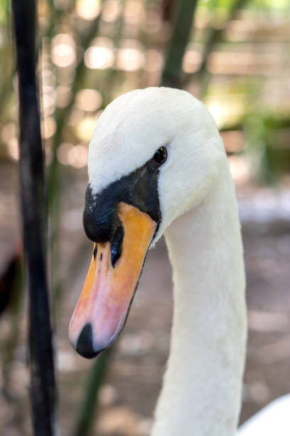 istock White swan head close up 1338037042