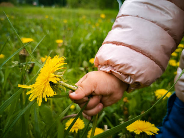 l’enfant déchire les pissenlits à fleurs jaunes dans l’herbe verte. gros plan. la main des enfants ramasse des fleurs dans un bouquet - baby toddler child flower photos et images de collection