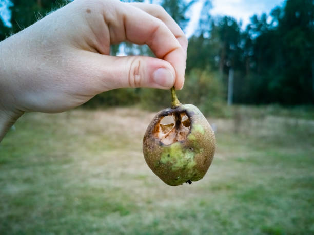 zepsuta gruszka w ręku. owady pasożyty zjadły zbiory owoców - rotting apple fruit rudeness zdjęcia i obrazy z banku zdjęć