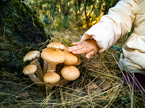 baby collecting honey mushrooms in the autumn forest. close-up no face. beautiful edible mushrooms in the autumn forest in sunlight