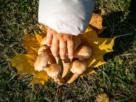 baby hand touch honey mushrooms in the autumn forest. close-up. beautiful edible mushrooms on yellow leaves. no face
