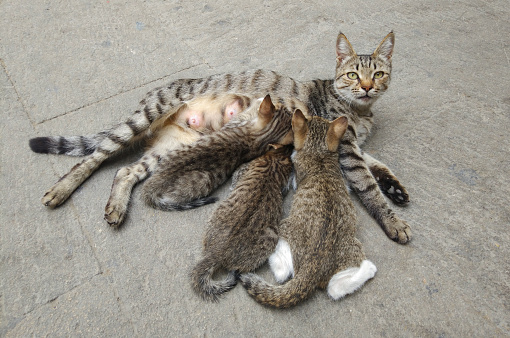 Grey mother cat nursing her babies kittens