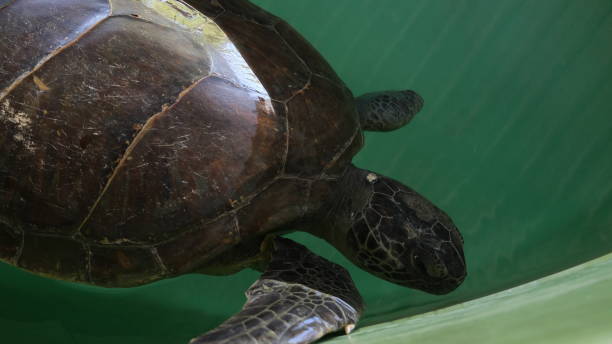 istock Injured sea turtle under treatment 1338037743