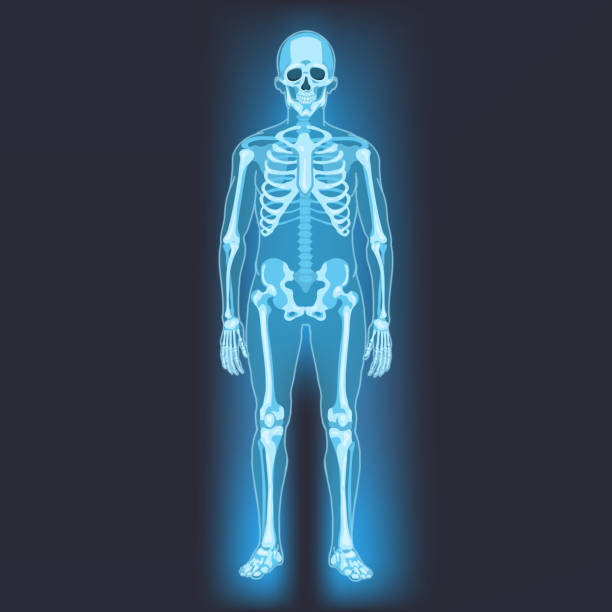 Vector Human Skeleton. Anatomical Illustration Vector Human Skeleton. X-ray Illustration on Dark Background clip art of rib cage stock illustrations