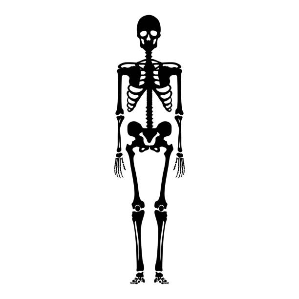 Vector Human Skeleton. Anatomical Illustration Vector Black Silhouette Skeleton. Front View. Anatomical Illustration clip art of rib cage stock illustrations