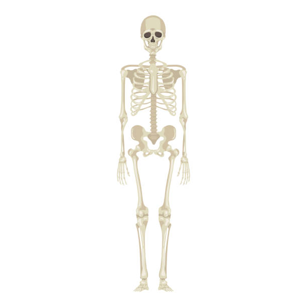 Vector Human Skeleton. Anatomical Illustration Skeleton Full Length Front View. Vector Anatomical Flat Illustration clip art of rib cage stock illustrations
