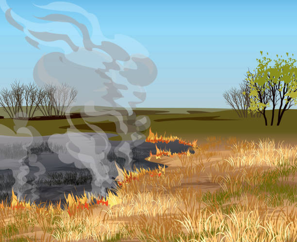 ilustraciones, imágenes clip art, dibujos animados e iconos de stock de fuego en el campo. campo de hierba seca en ilustración vectorial de fuego. - wildfire smoke