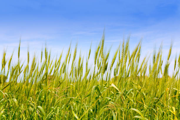 istock Balearic green wheat field in Formentera island 1338042306