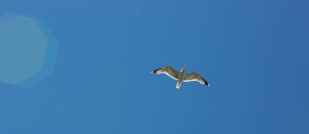 istock Seagull flying across clear blue sky 1338042428