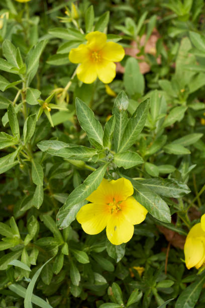 istock Ludwigia grandiflora plants in bloom 1338043757
