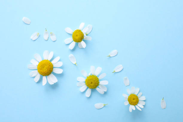 istock Beautiful chamomile flowers on light blue background, flat lay 1338044095