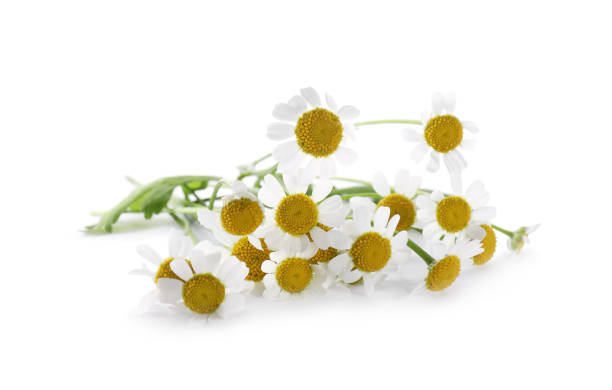 istock Bunch of beautiful chamomile flowers on white background 1338044366