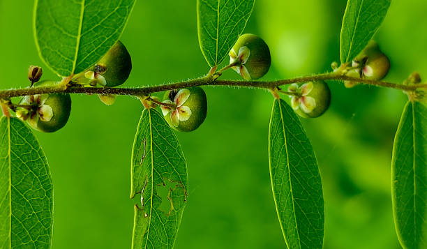 phyllanthus urinaria indien mikroansicht - agriculture branch cut flowers citrus fruit stock-fotos und bilder