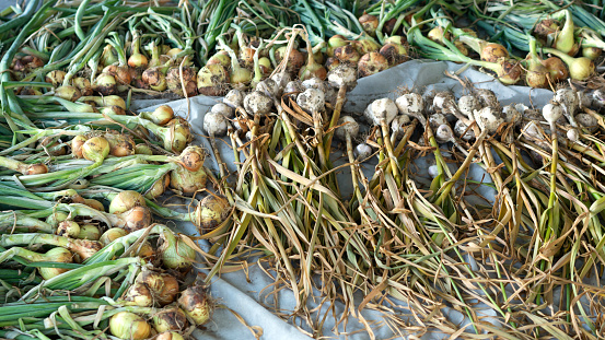 Dried homegrown onion and garlic bulbs. Organic product.