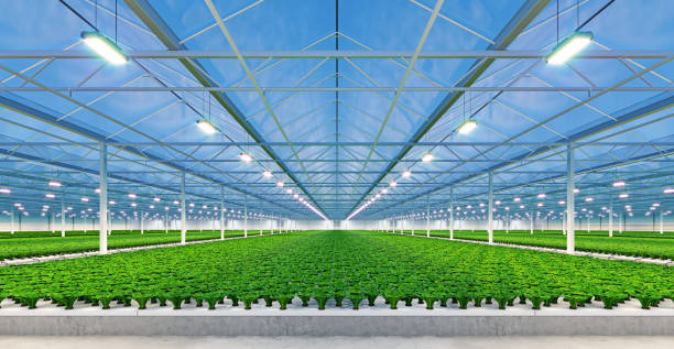 industrielles gewächshaus-interieur. hydroponische indoor-gemüsepflanzenfabrik. grüne salatfarm. betonboden. 3d-rendering - hydroponics stock-fotos und bilder