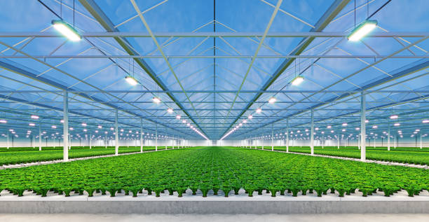 industrial greenhouse interior. hydroponic indoor vegetable plant factory. green salad farm. concrete floor. 3d render - hydroponics imagens e fotografias de stock