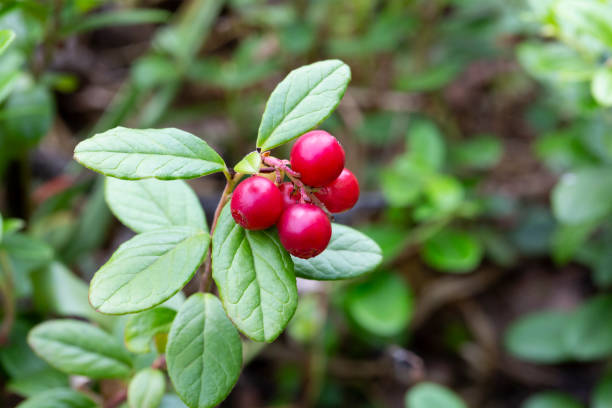 istock Bunch of wild ripe red forest lingonberries on bush 1338046382