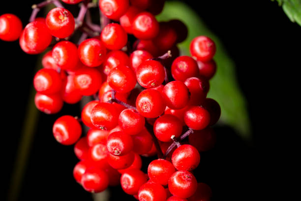 Red Elderberry Sambucus racemosa the branches inedible berries Red Elderberry Sambucus racemosa the branches inedible berries close-up sambucus racemosa stock pictures, royalty-free photos & images