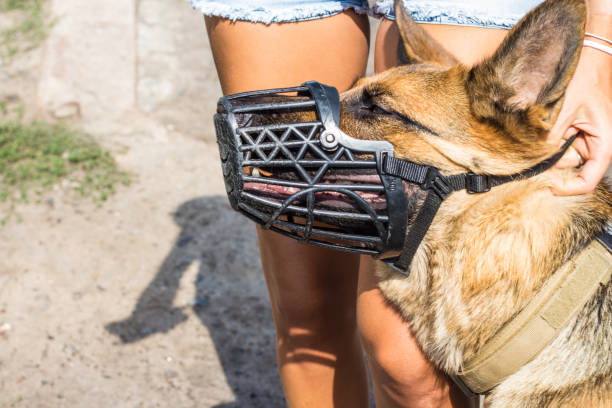 pastor alemán en un hocico negro para protección cerca de los pies de una niña en la calle - protection animal autumn close to fotografías e imágenes de stock