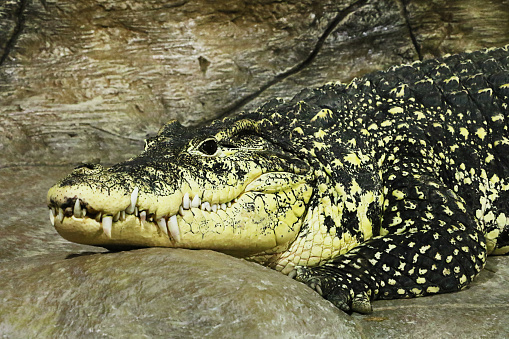 Detailed portrait of lying crocodile in zoo.