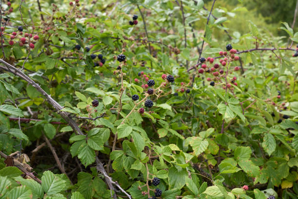 istock Rubus ulmifolius shrub with fruit 1338049131