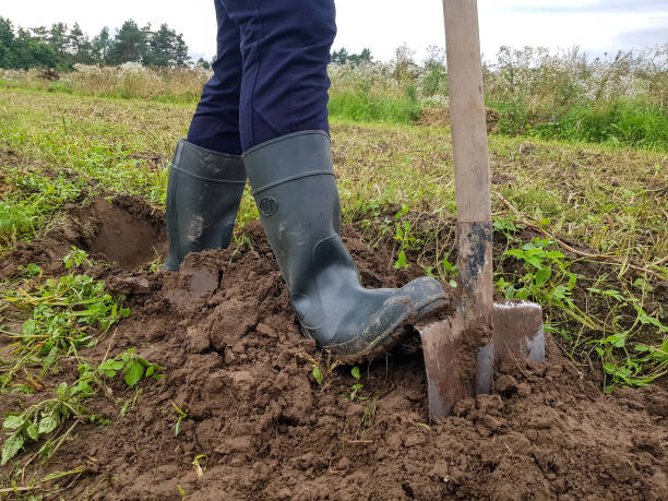 istock Digging up potatoes with a shovel on agricultural land 1338050151