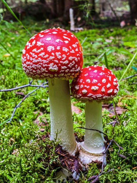 istock Fly amanita mushroom 1338050671