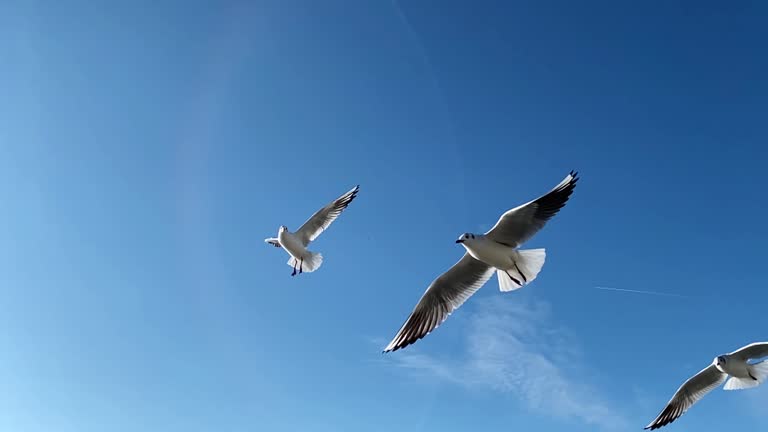 Slow motion video footage of seagulls in flight